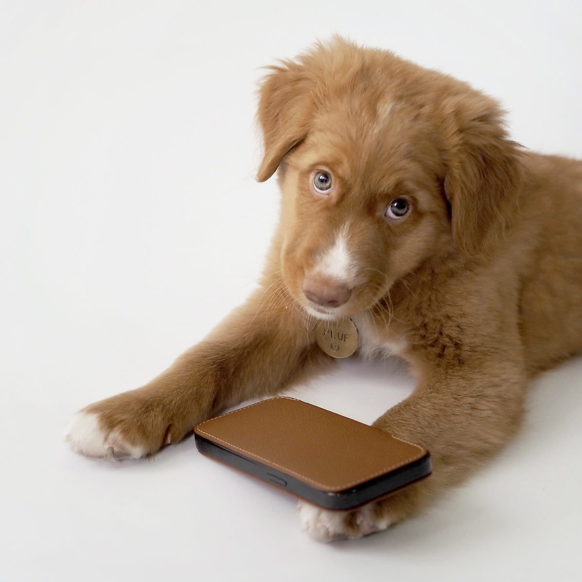 iPhone 14 Pro flip case made with gold premium leather – lifestyle photo: the gold leather case next to a puppy